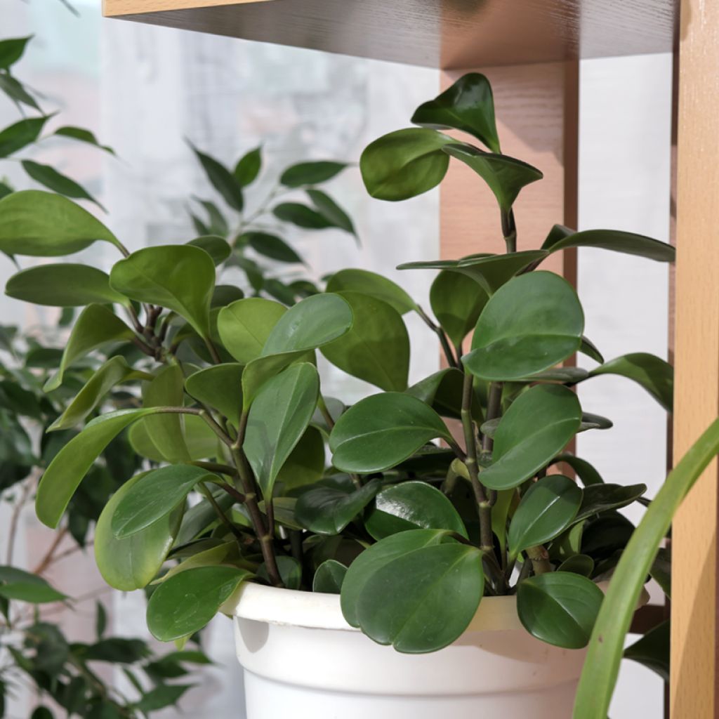 Peperomia obtusifolia Vihreä