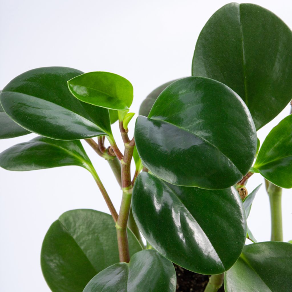 Peperomia obtusifolia Vihreä