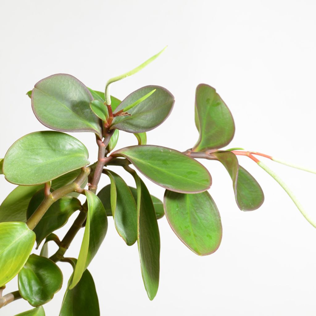 Peperomia obtusifolia Vihreä