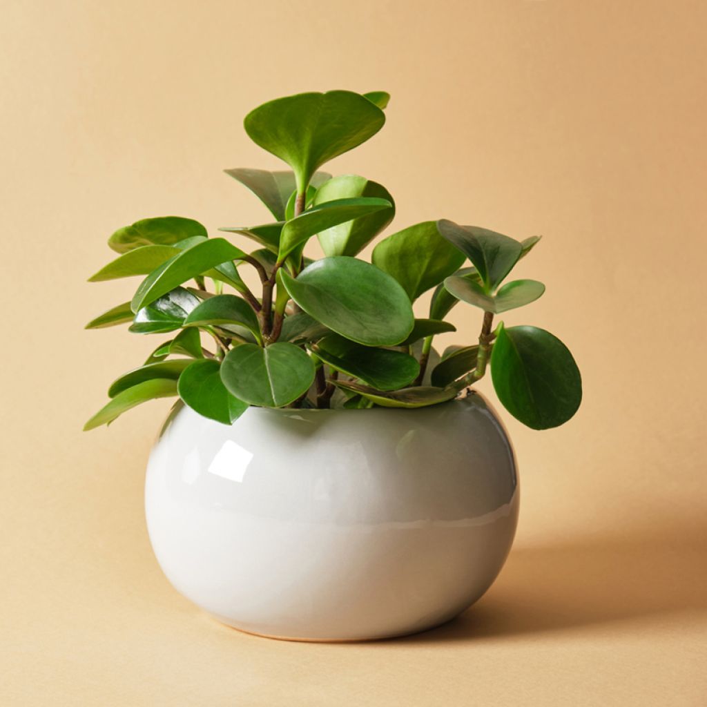 Peperomia obtusifolia Vihreä
