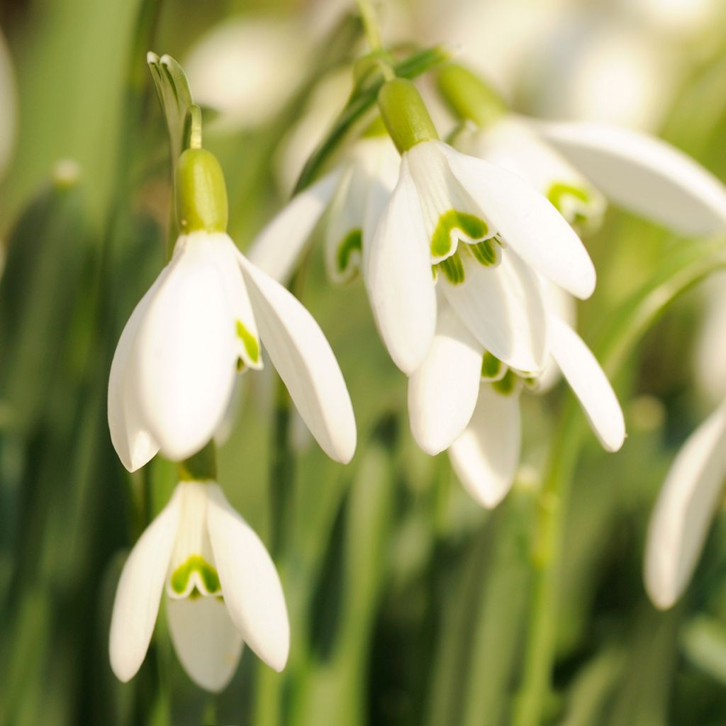 Puistolumikello - Galanthus nivalis