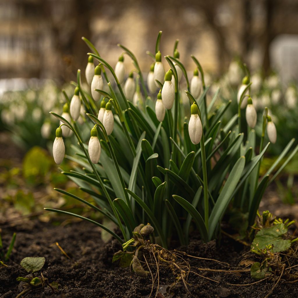 Puistolumikello - Galanthus nivalis