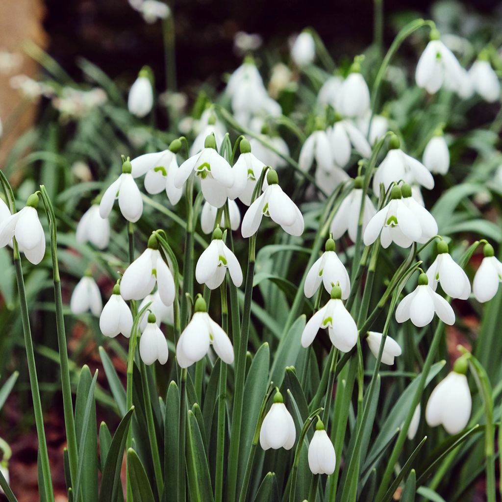 Puistolumikello - Galanthus nivalis
