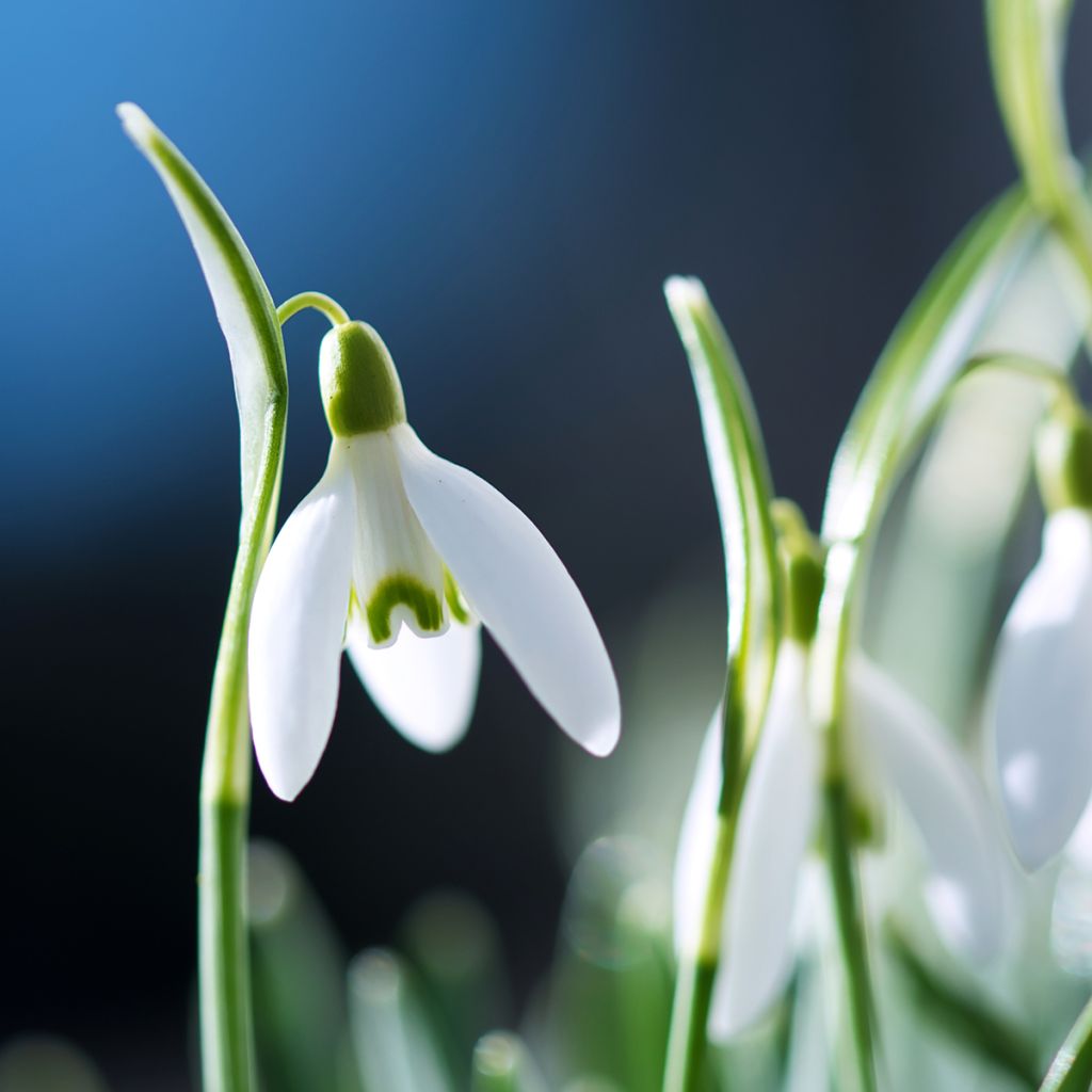 Puistolumikello - Galanthus nivalis