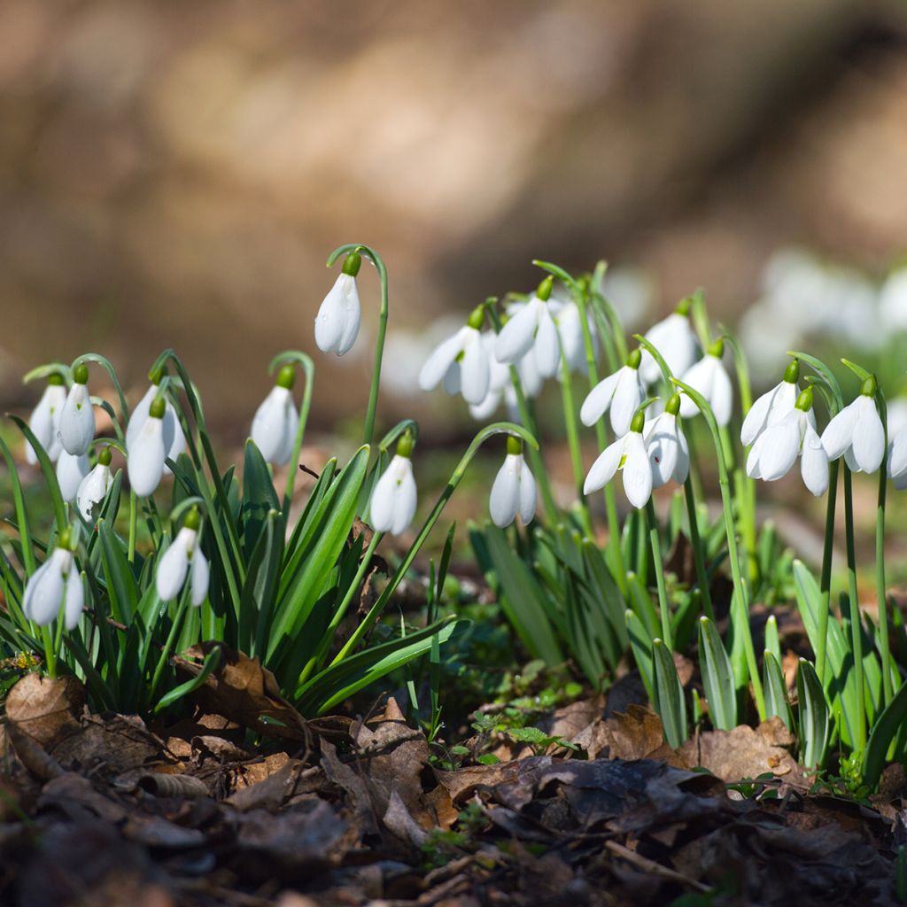 Puistolumikello - Galanthus nivalis