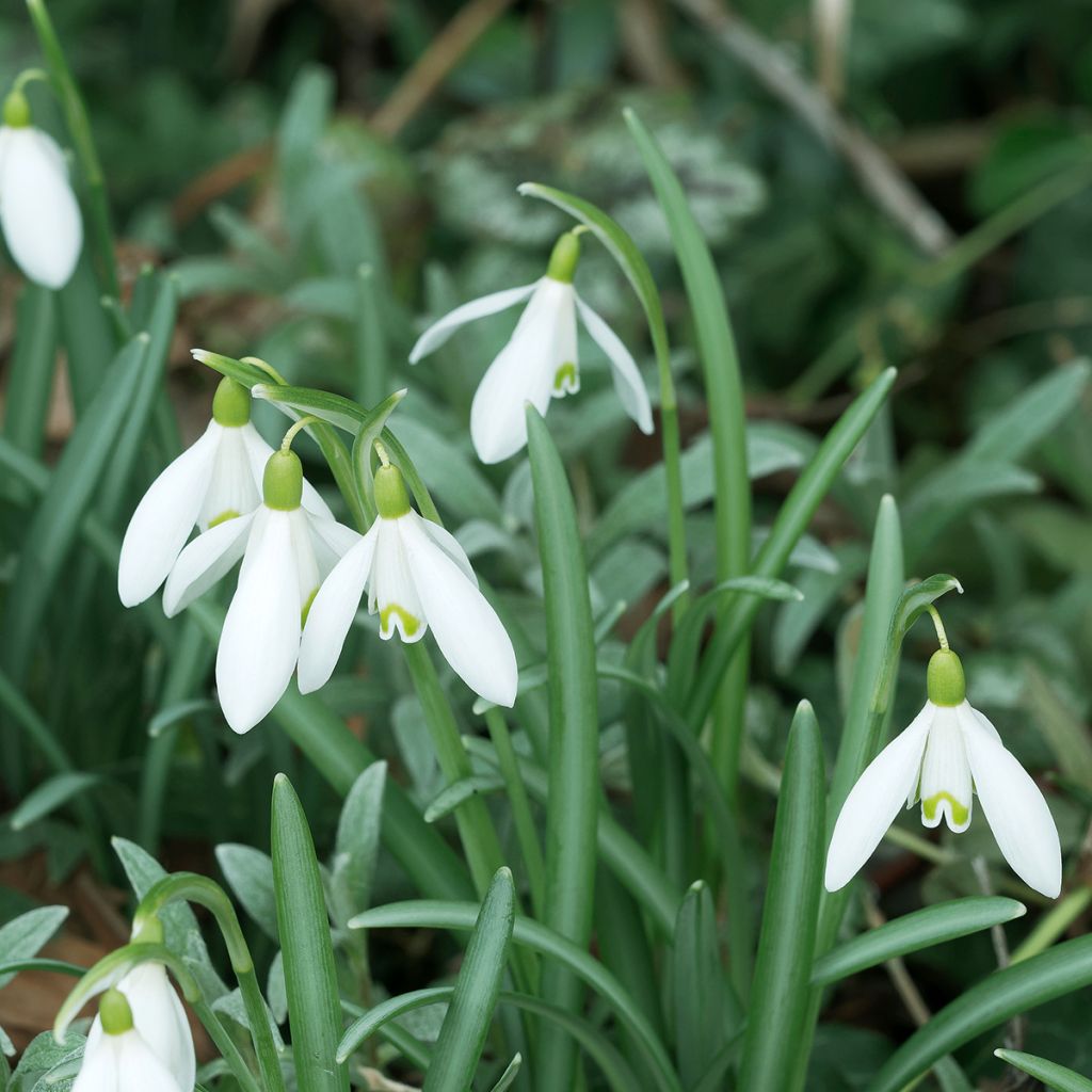 Puistolumikello - Galanthus nivalis