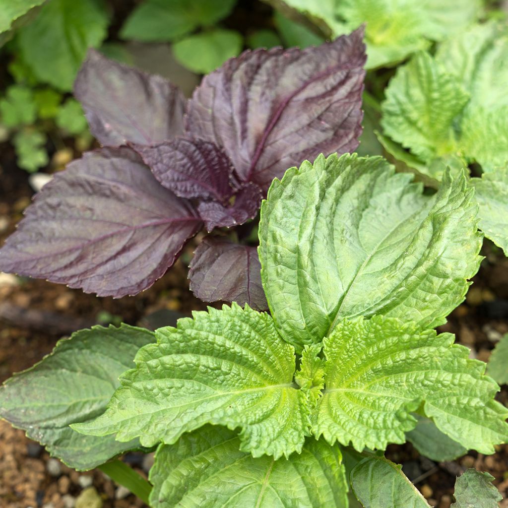 Veripeippi Green Shiso