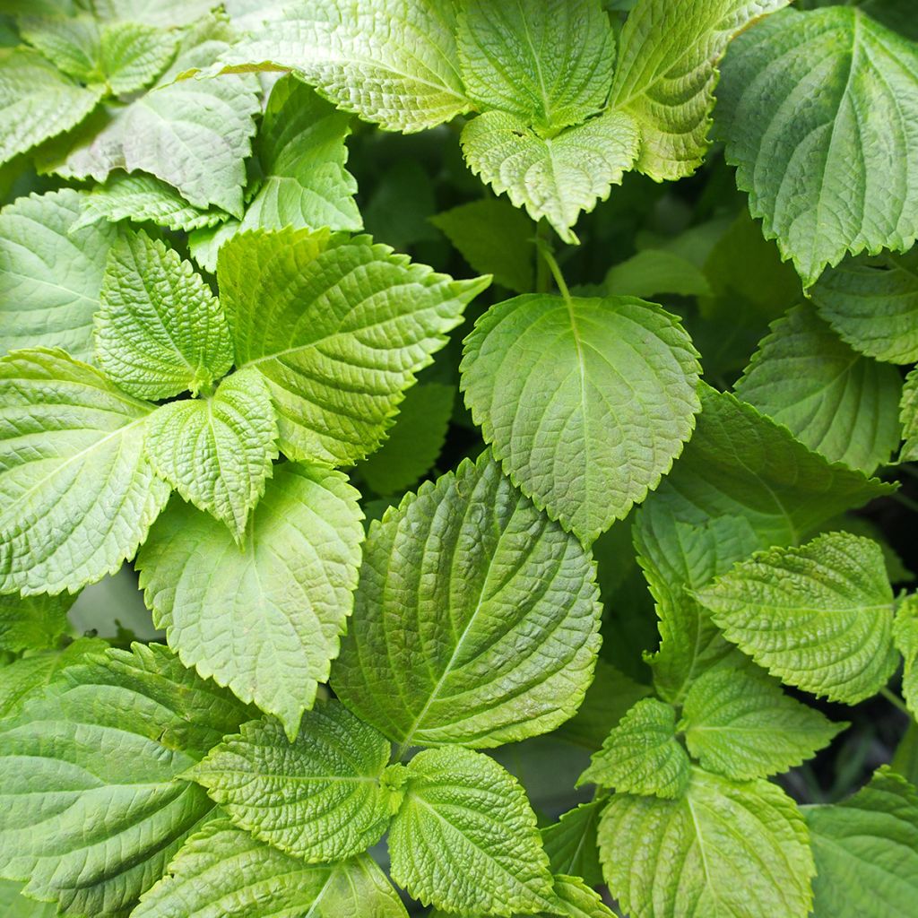 Veripeippi Green Shiso