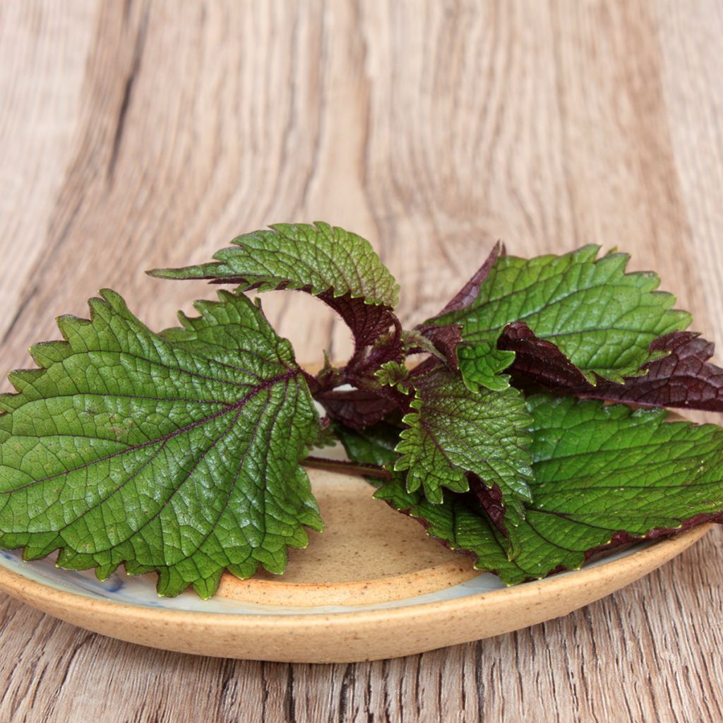 Veripeippi Green Shiso