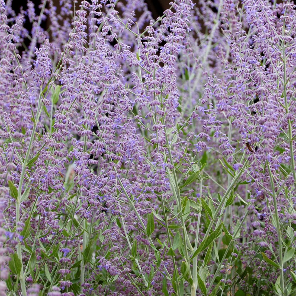 Sulkapiiska Silvery Blue