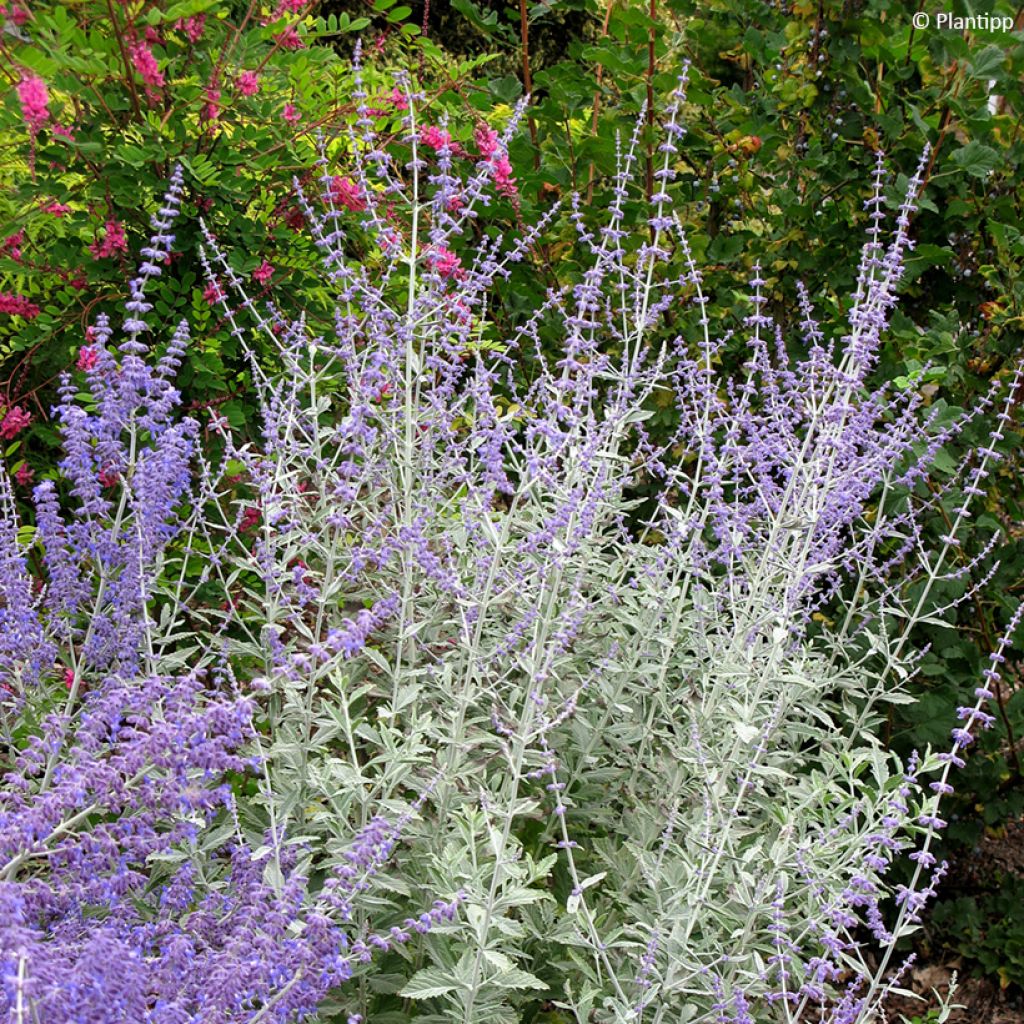 Sulkapiiska Silvery Blue
