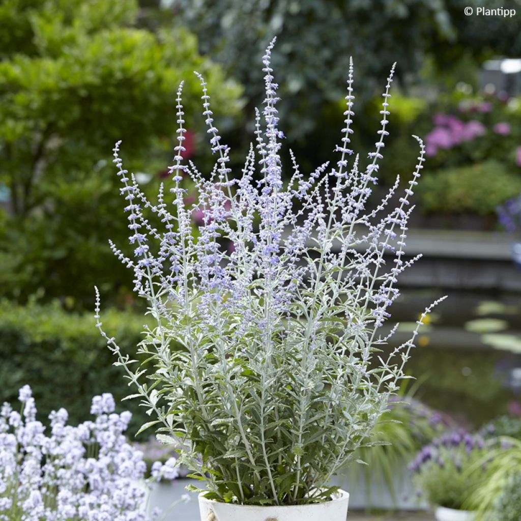 Sulkapiiska Silvery Blue