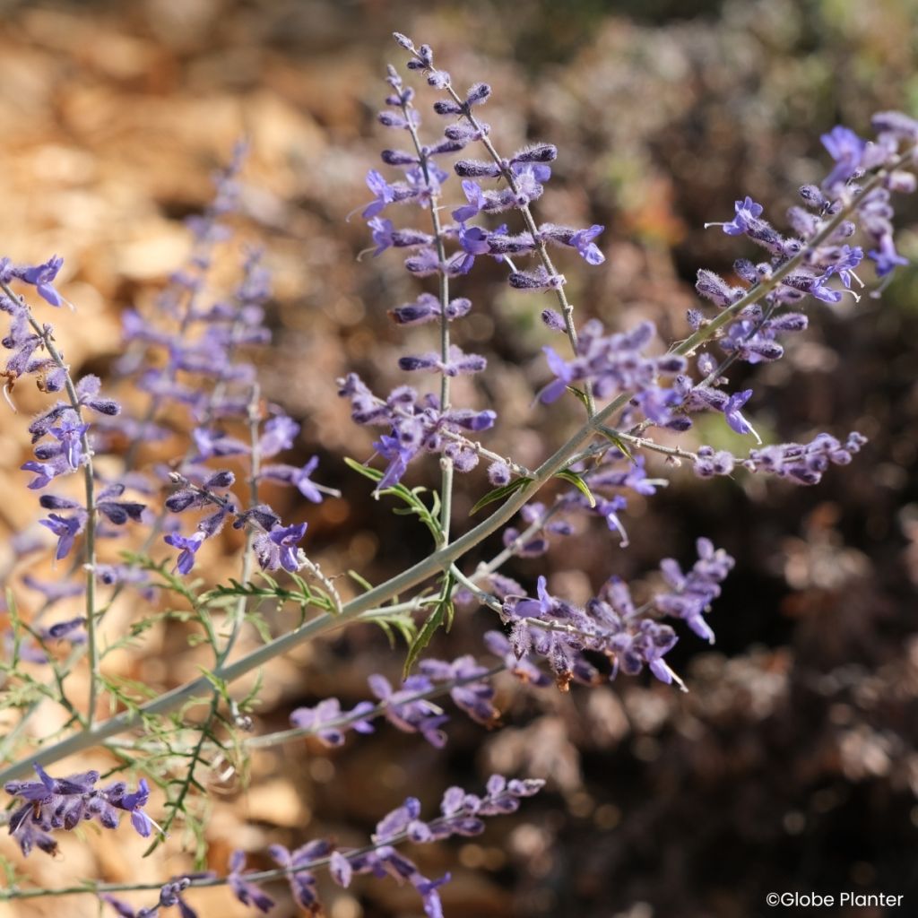 Salvia yangii Lafper Feathery Blue