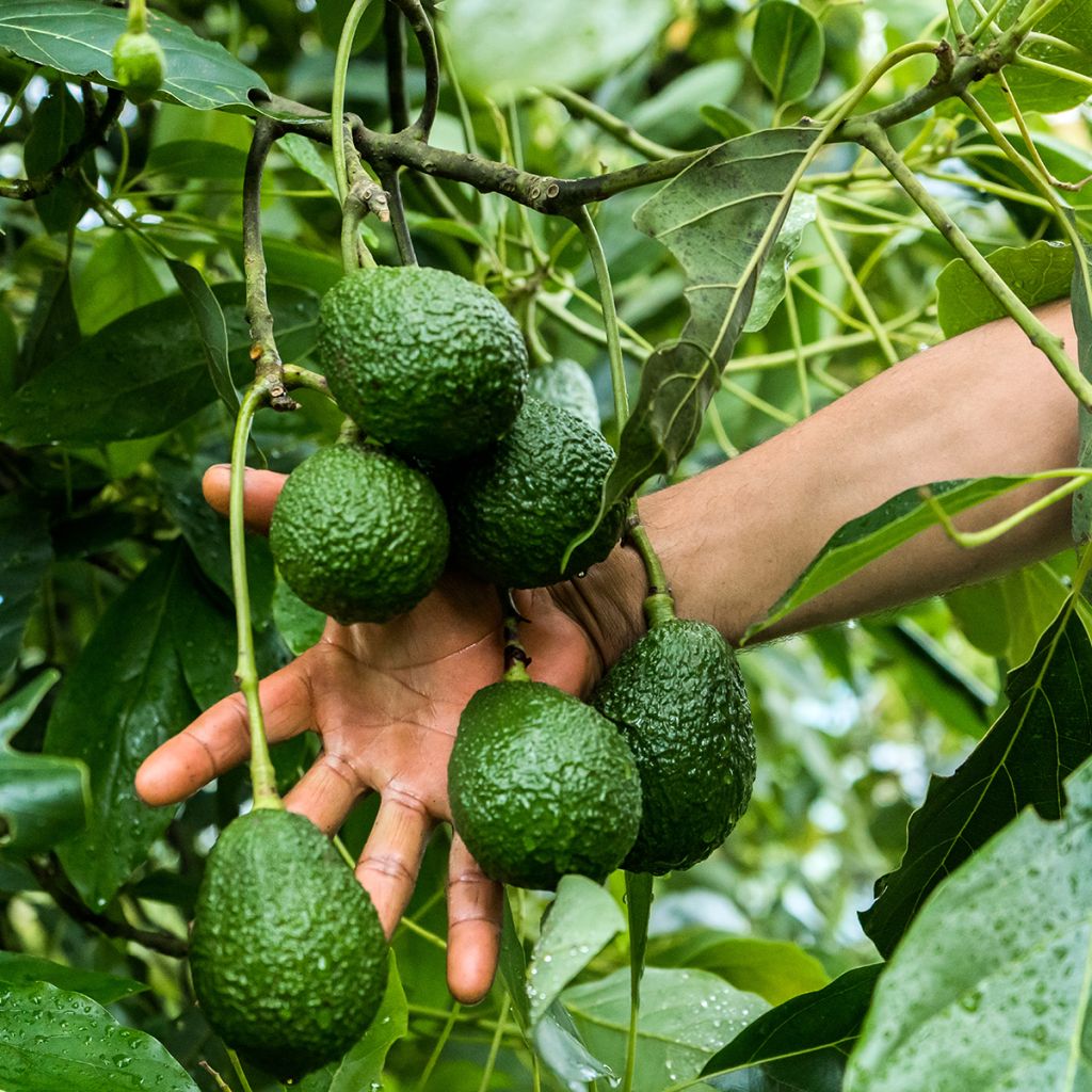 Avokado Hass