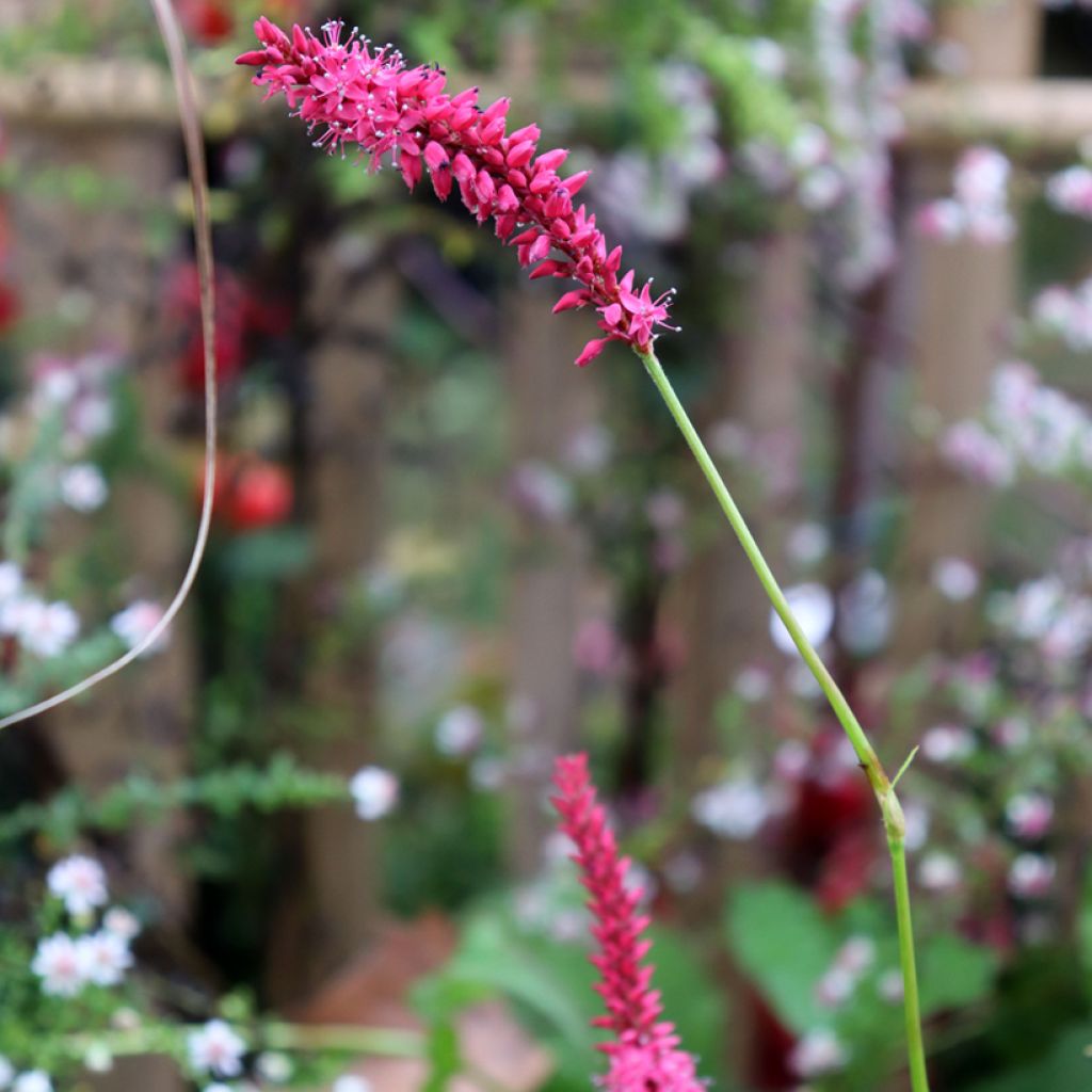 Verikonnantatar Speciosa