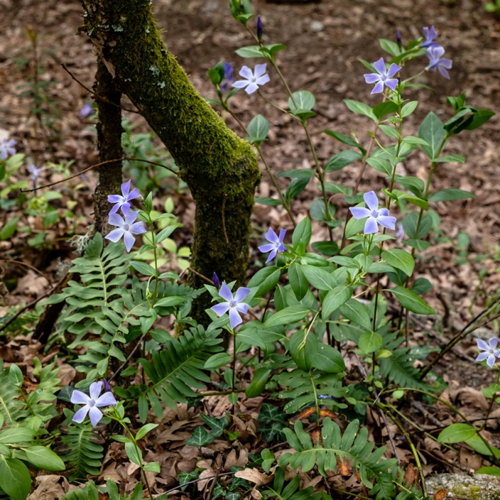 Vaaleatalvio - Vinca difformis