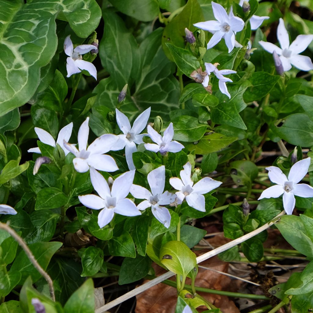 Vaaleatalvio - Vinca difformis