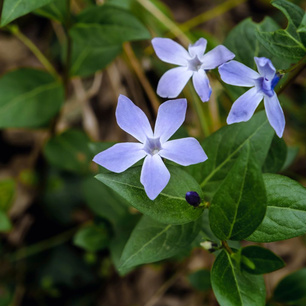 Vaaleatalvio - Vinca difformis