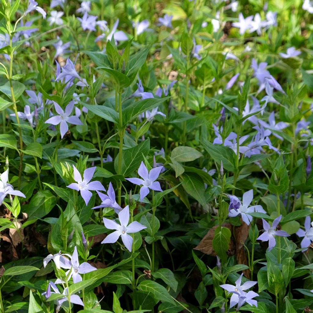 Vaaleatalvio - Vinca difformis
