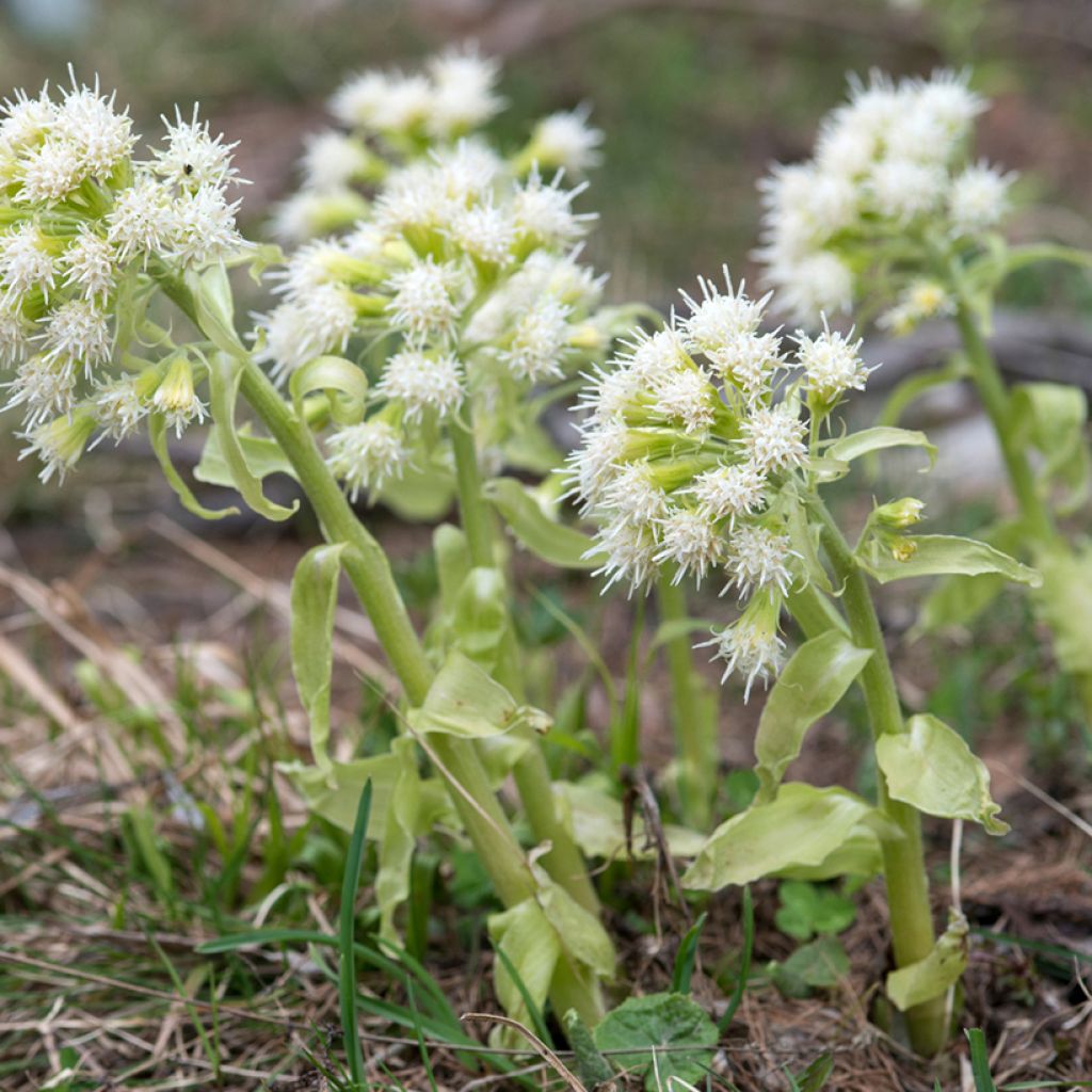 Valkoruttojuuri - Petasites albus