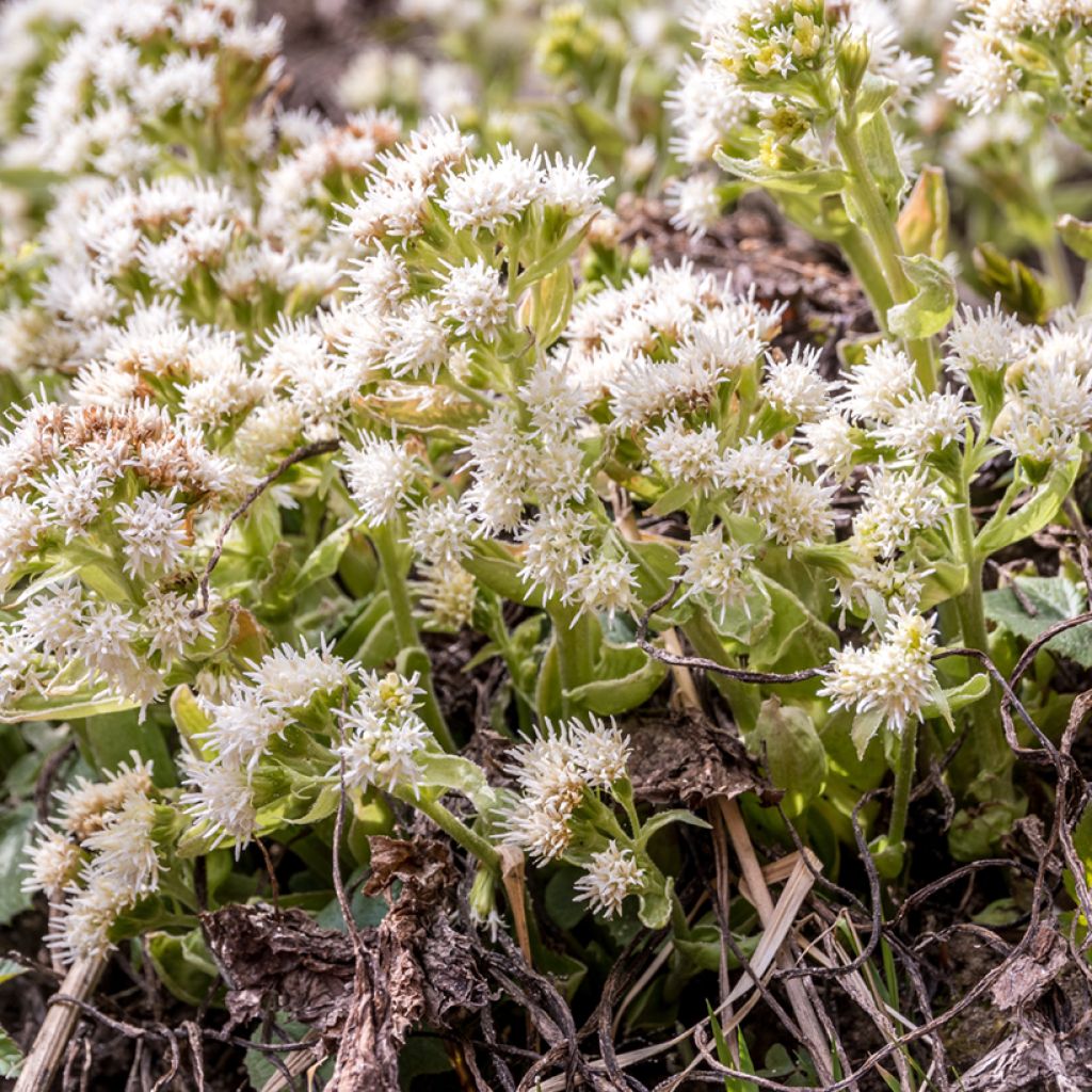 Valkoruttojuuri - Petasites albus