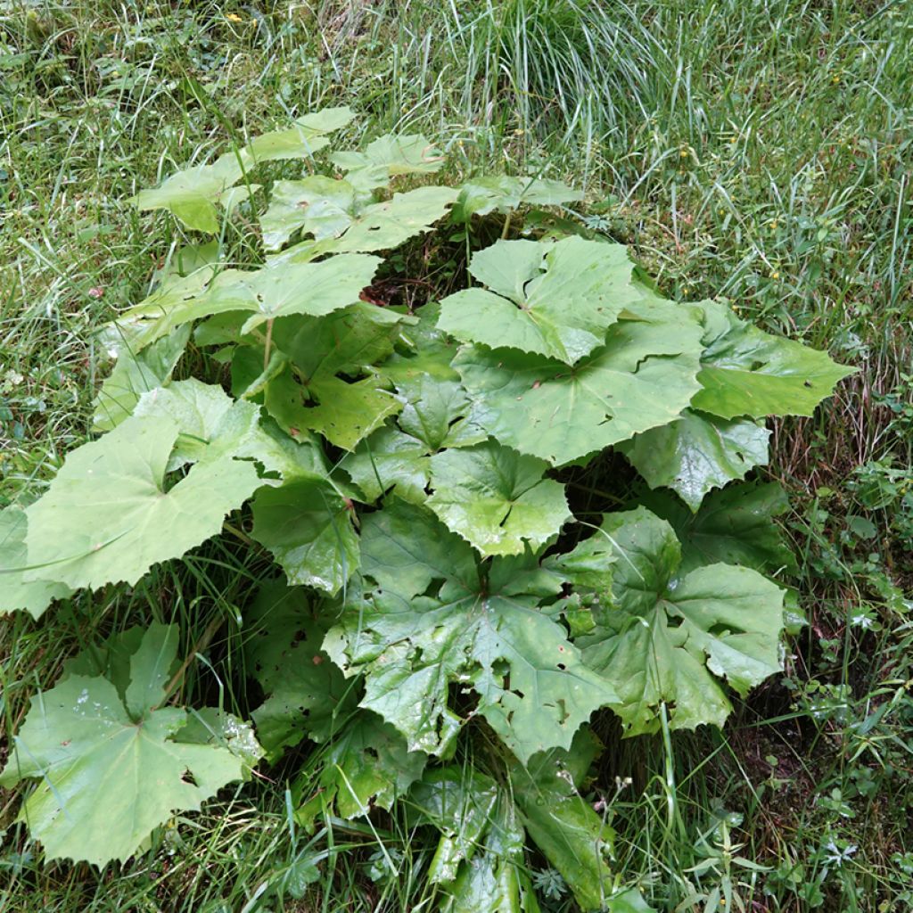 Valkoruttojuuri - Petasites albus