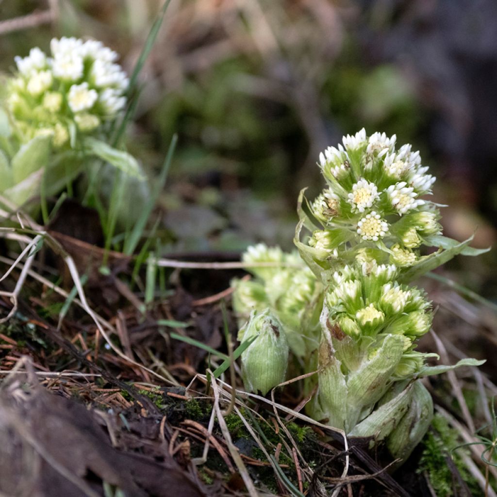 Valkoruttojuuri - Petasites albus