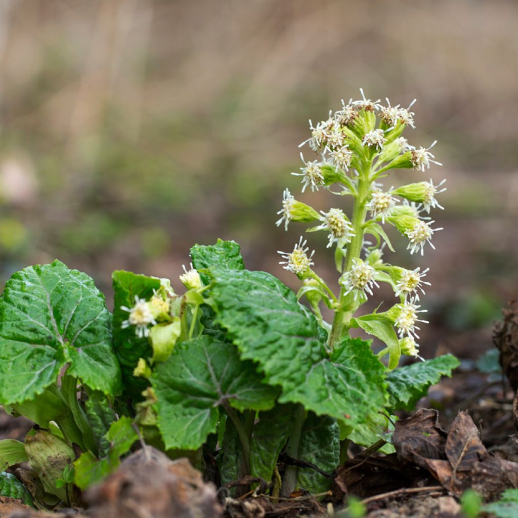 Valkoruttojuuri - Petasites albus