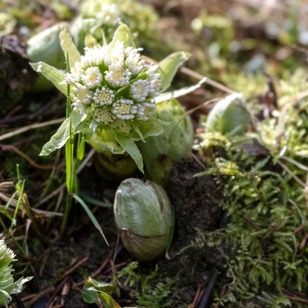 Valkoruttojuuri - Petasites albus