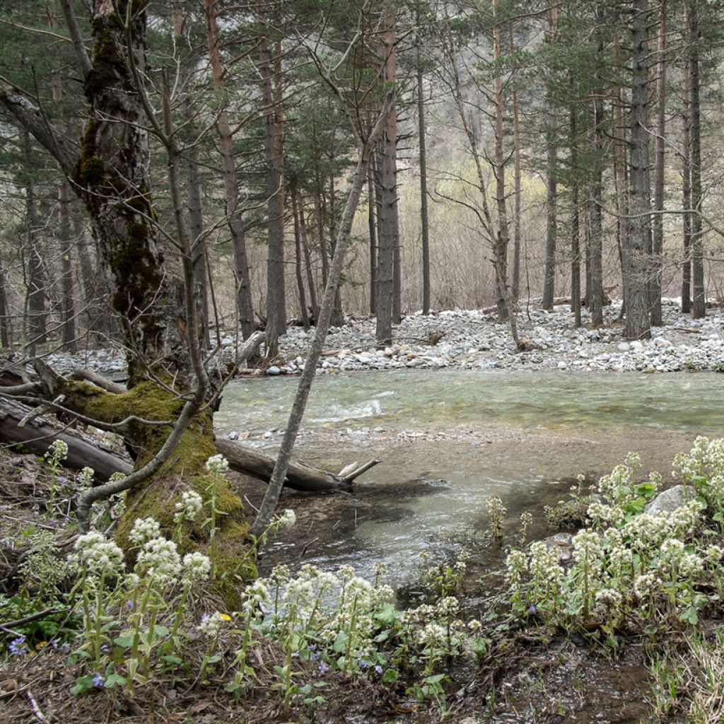 Valkoruttojuuri - Petasites albus