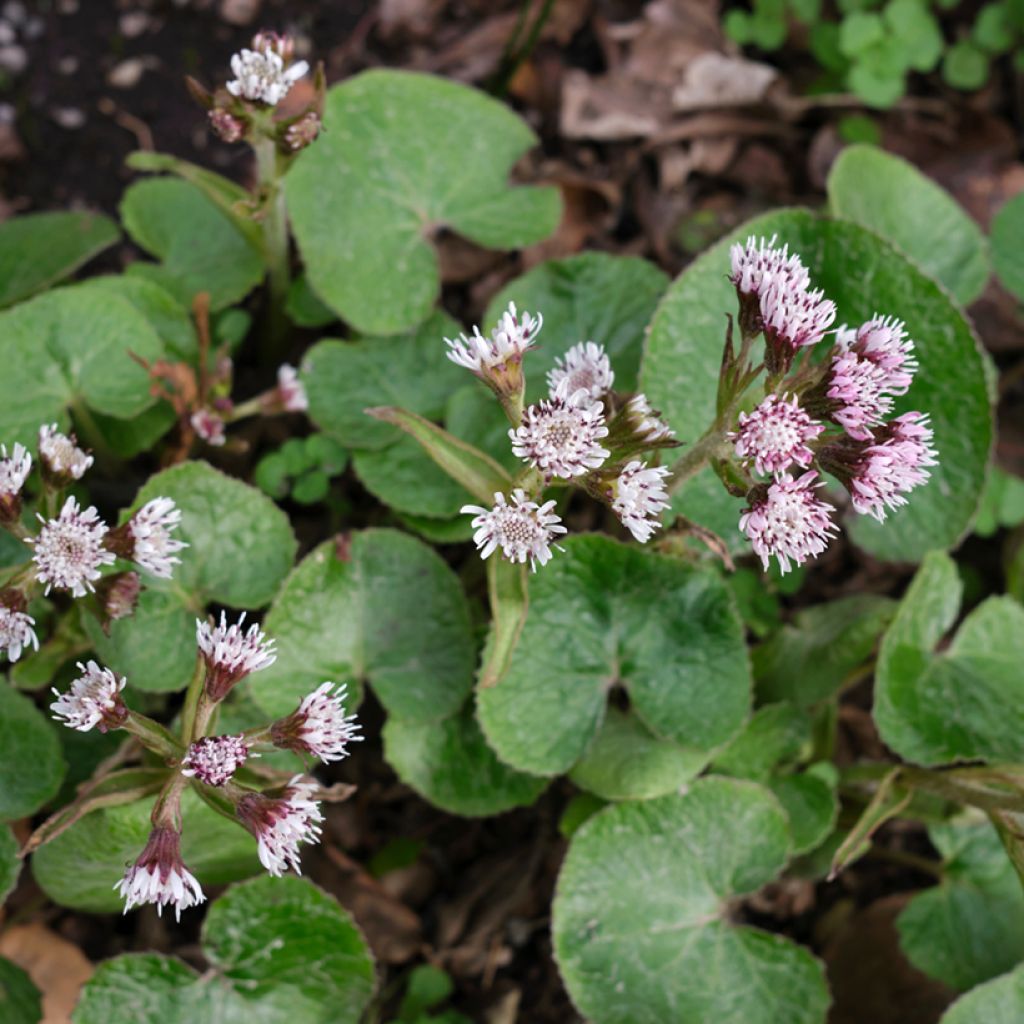 Ruttojuure - Petasites fragrans