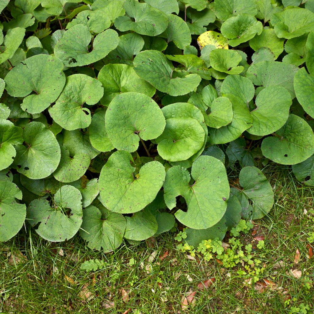 Ruttojuure - Petasites fragrans
