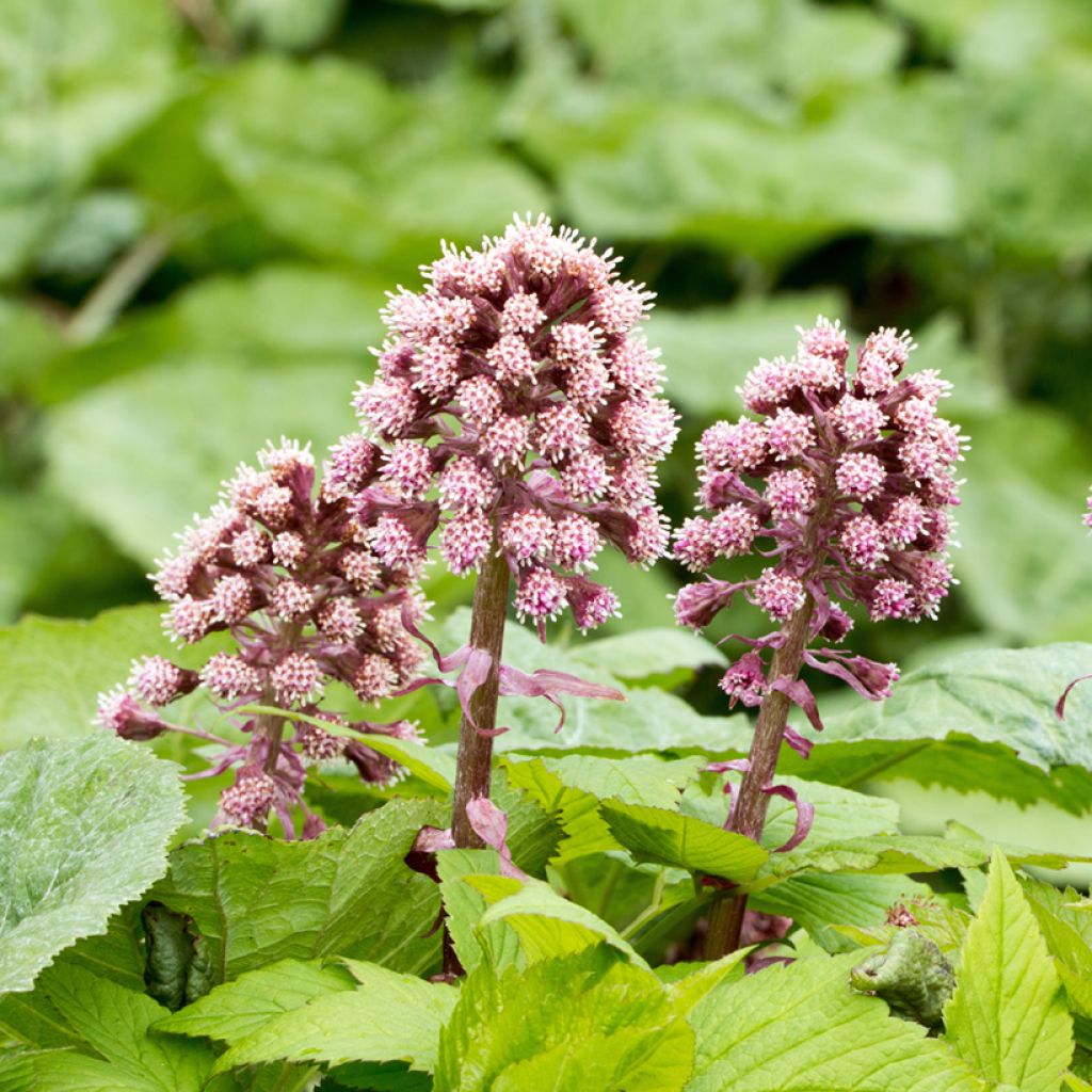 Etelänruttojuuri - Petasites hybridus