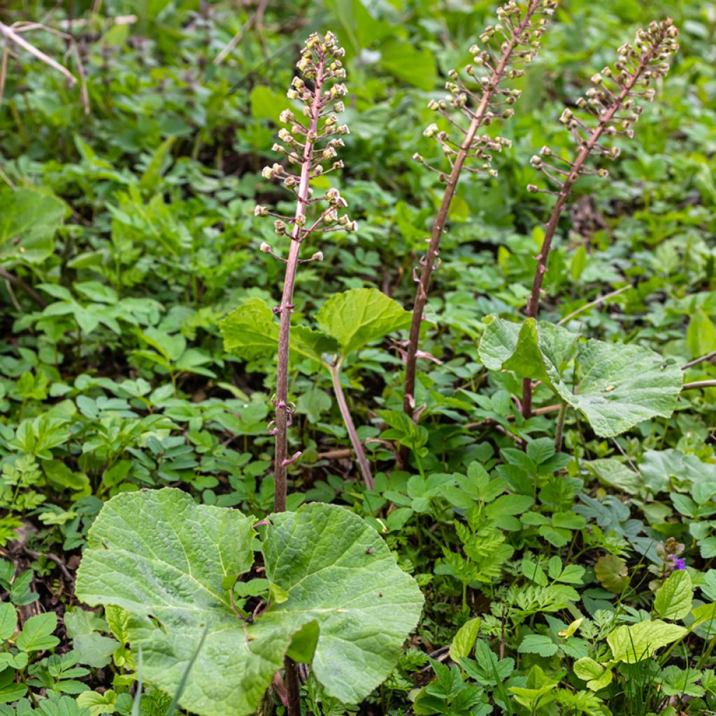 Etelänruttojuuri - Petasites hybridus