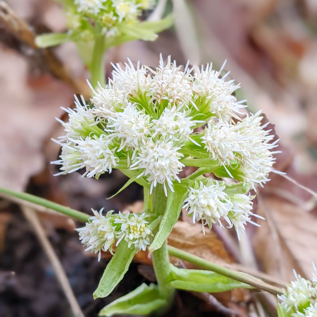 Etelänruttojuuri - Petasites hybridus