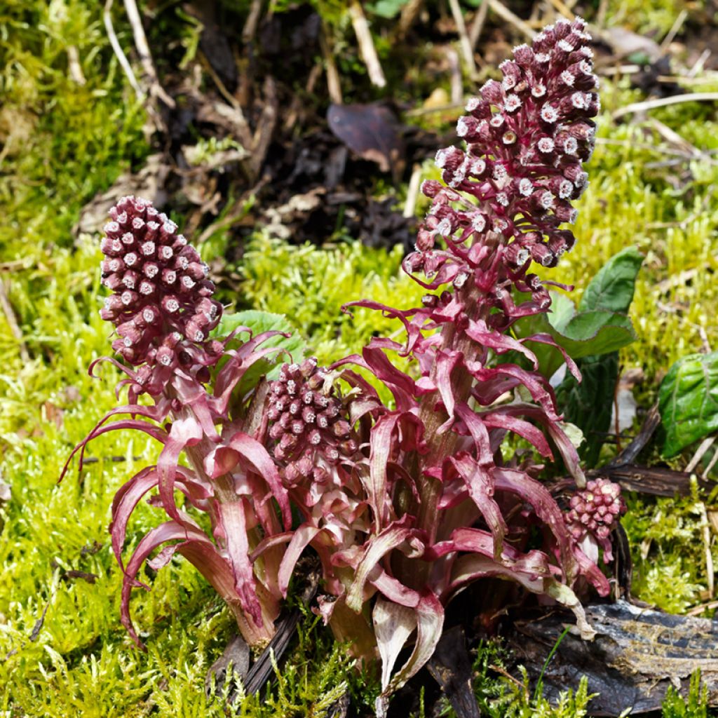 Etelänruttojuuri - Petasites hybridus