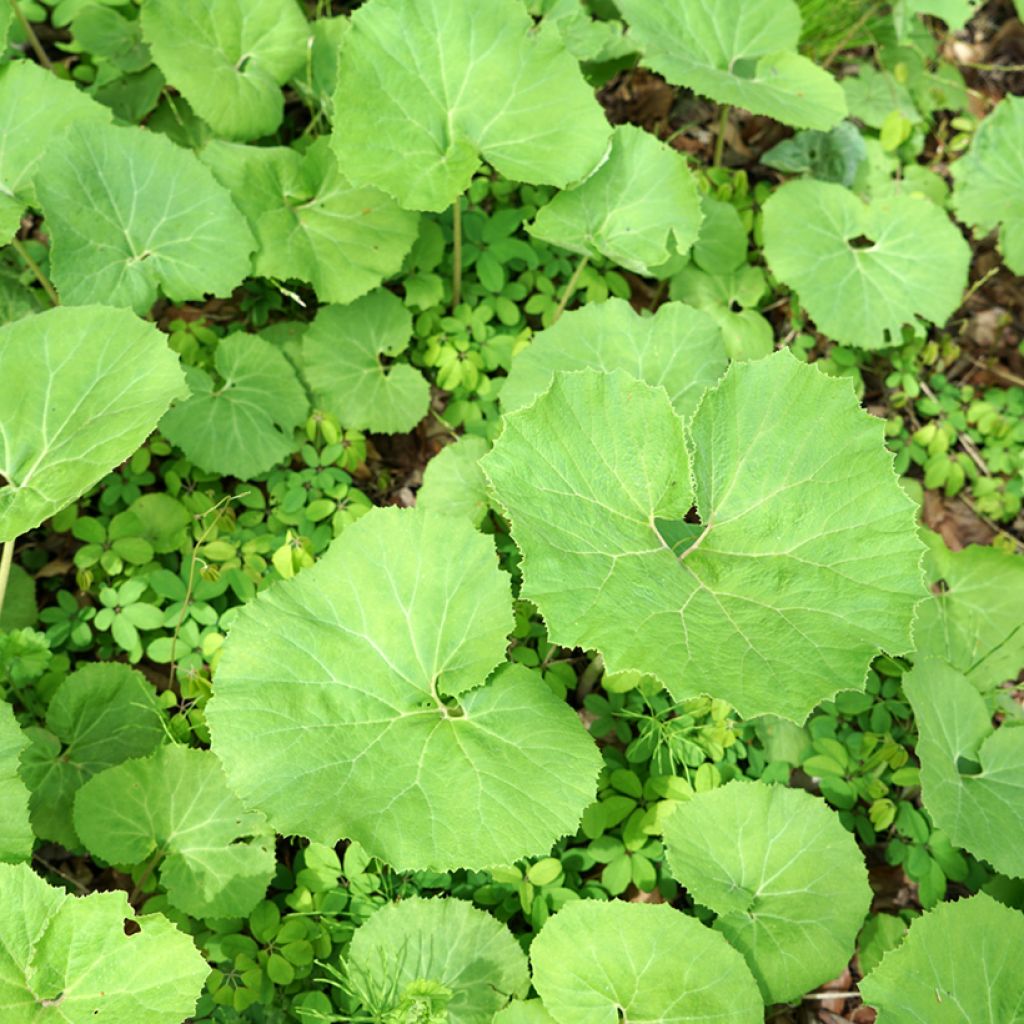 Etelänruttojuuri - Petasites hybridus