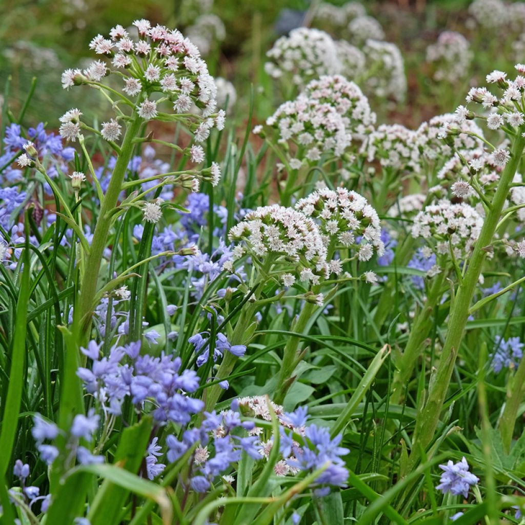 Etelänruttojuuri - Petasites hybridus
