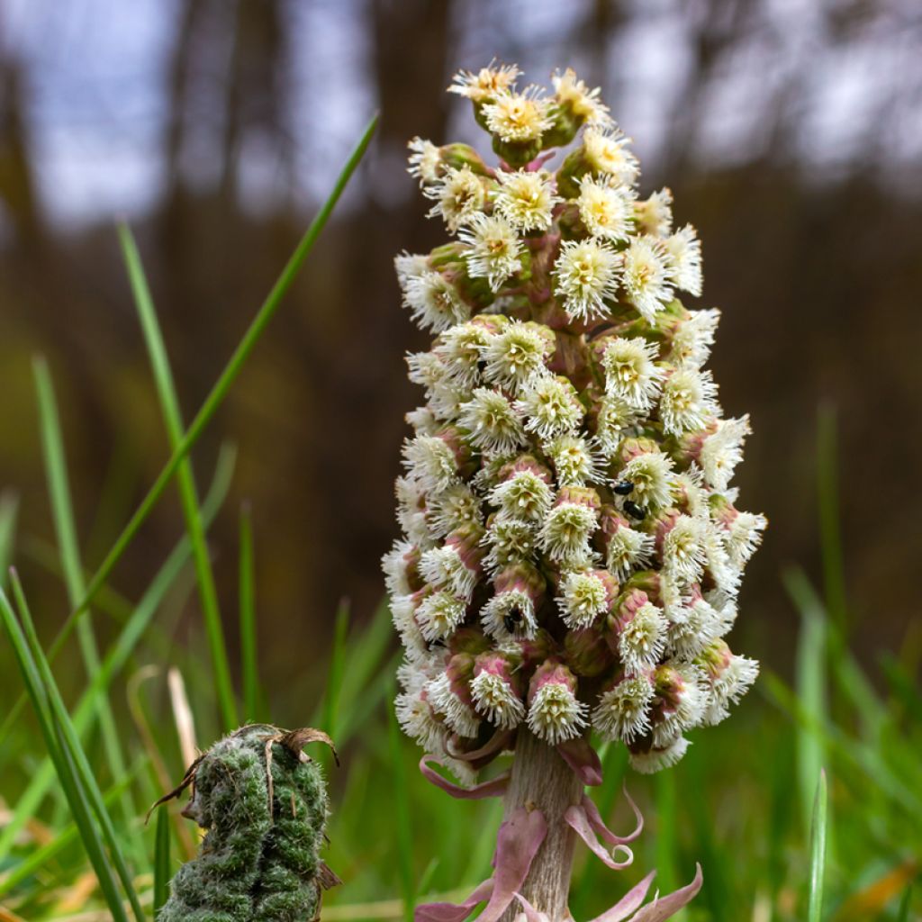 Etelänruttojuuri - Petasites hybridus