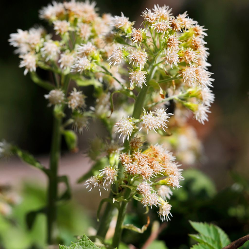 Etelänruttojuuri - Petasites hybridus