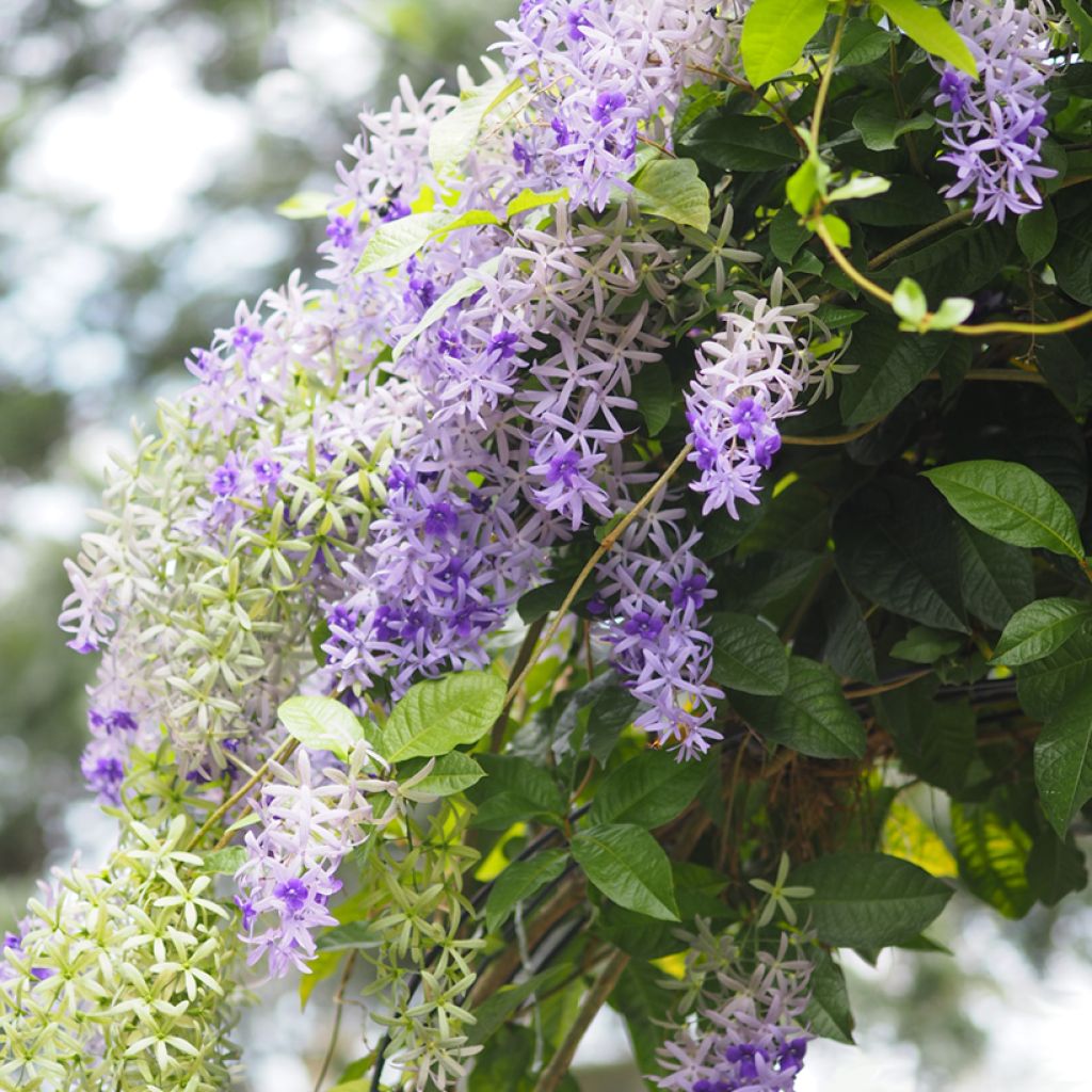 Sinipotkurikukka - Petrea volubilis