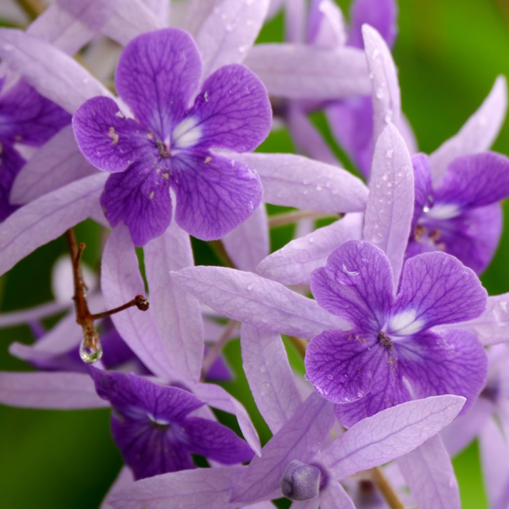 Sinipotkurikukka - Petrea volubilis