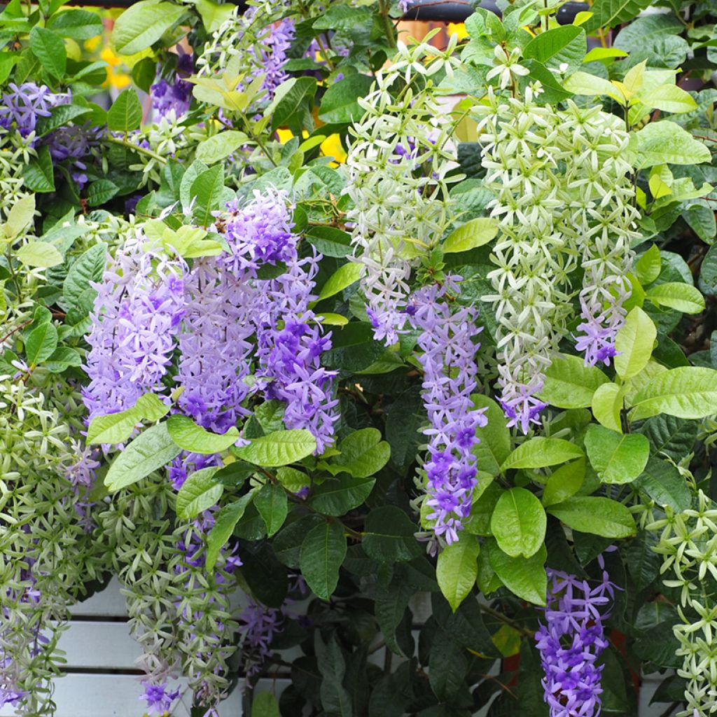 Sinipotkurikukka - Petrea volubilis