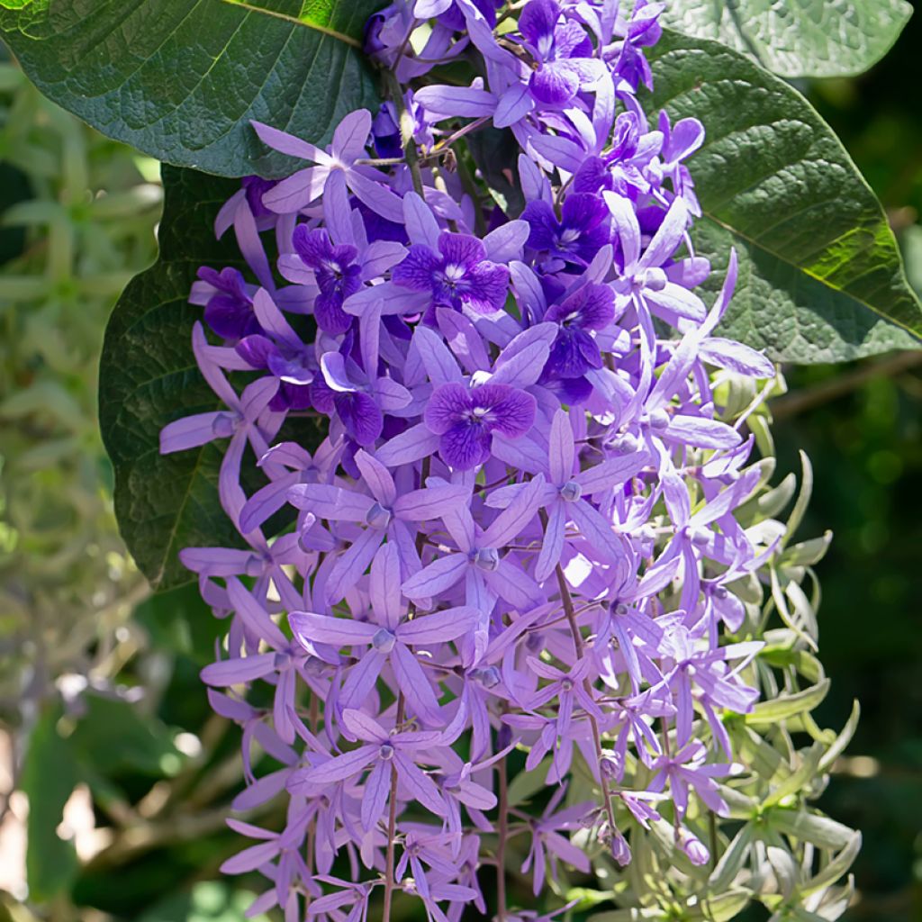 Sinipotkurikukka - Petrea volubilis