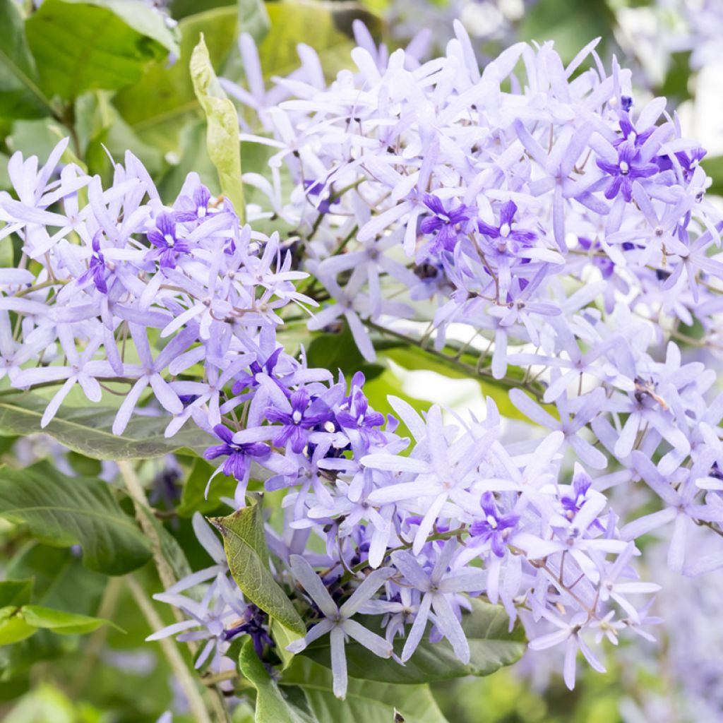 Sinipotkurikukka - Petrea volubilis