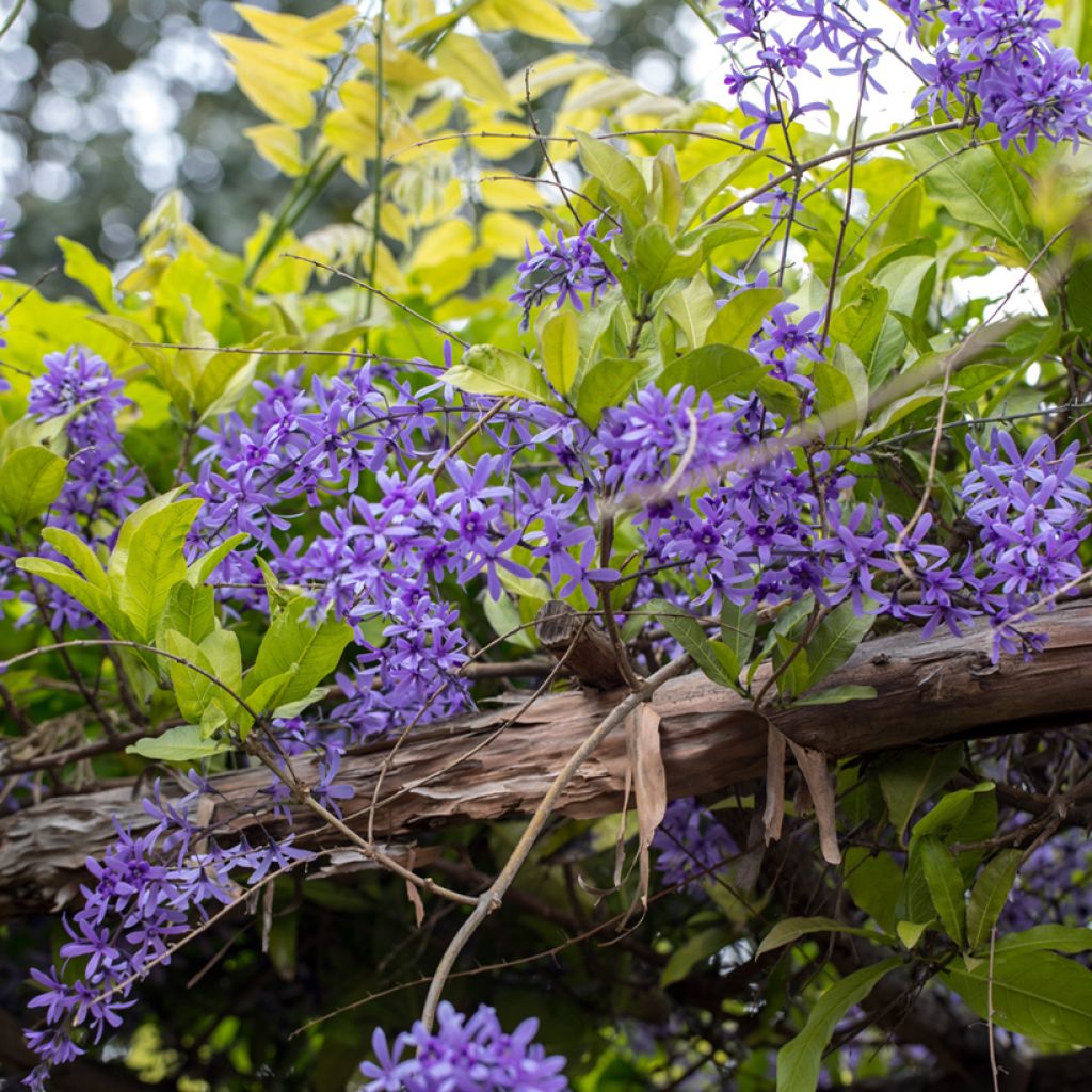 Sinipotkurikukka - Petrea volubilis