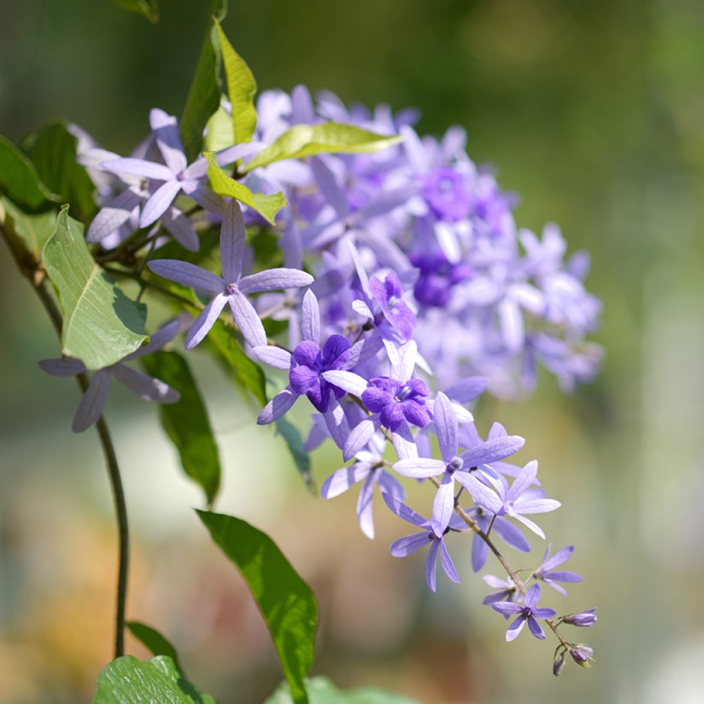 Sinipotkurikukka - Petrea volubilis