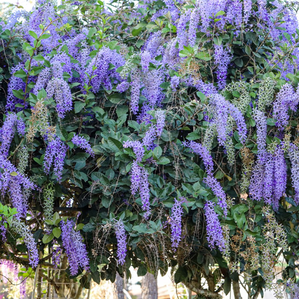 Sinipotkurikukka - Petrea volubilis