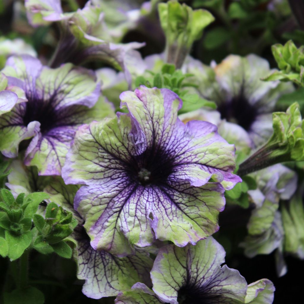 Petunia hybrida Amazonas Plum Cockatoo