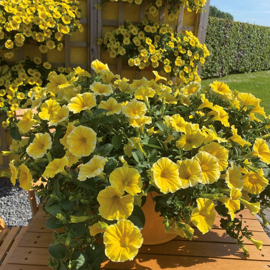 Tarhapetunia Bee's Knees